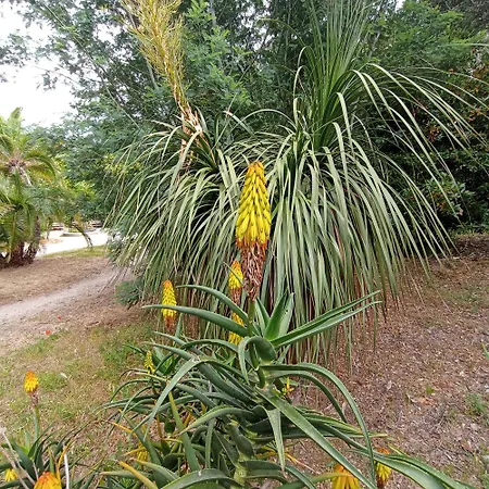 Ohana Camping Fréjus