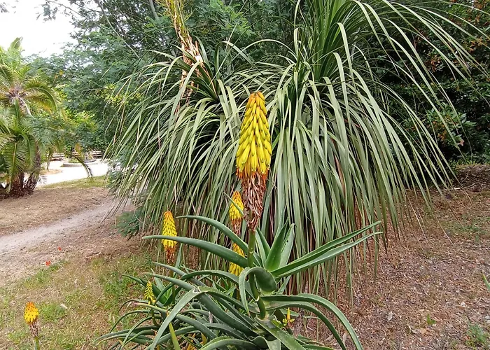 Ohana Camping Fréjus